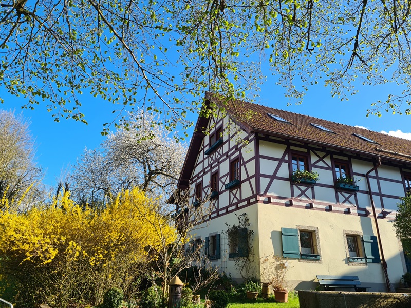 Birkenbuehl